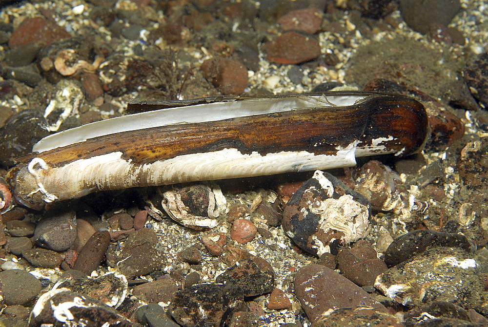 Pod Razor (Ensis siliqua), very obviously razor-shaped shell which is edible and a delicacy in many restaurants, St Abbs, Scotland, UK North Sea