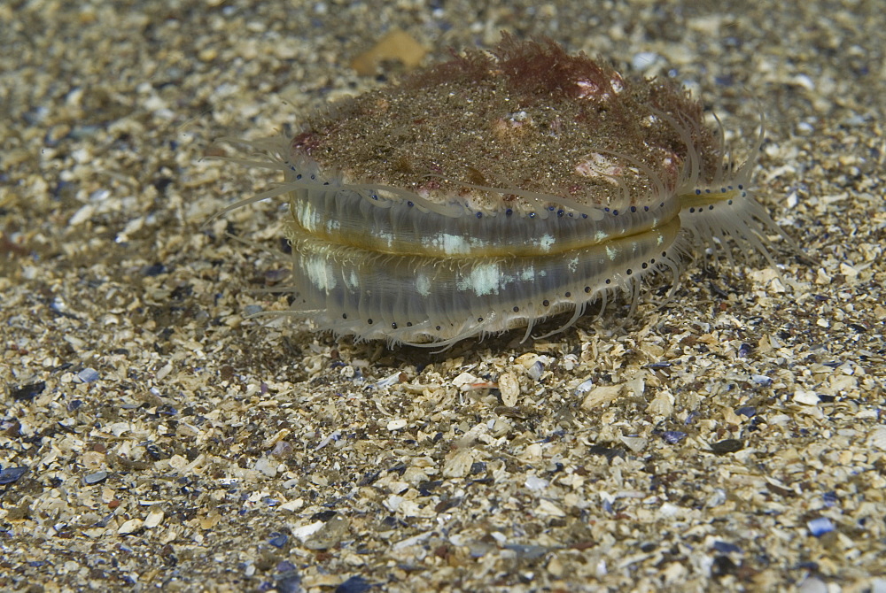 Queen Scallop (Aequipecten opercularis),  small edible scallop showing wide open position, highly prized food source, St Abbs, Scotland, UK