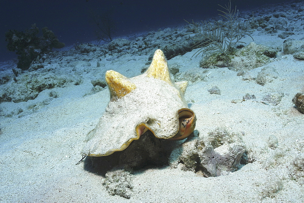 Queen conch (Strombus gigas) large edible mollusc on sandy seabed Little Cayman Island, Cayman Islands, Caribbean