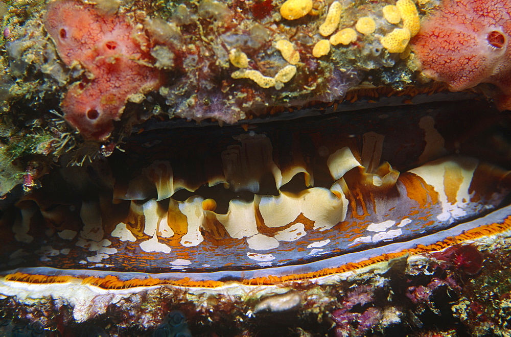 Variable Thorny Oyster (Spondylus varians), open and feeding showing multi-coloured mantle, Sipadan, Malaysia