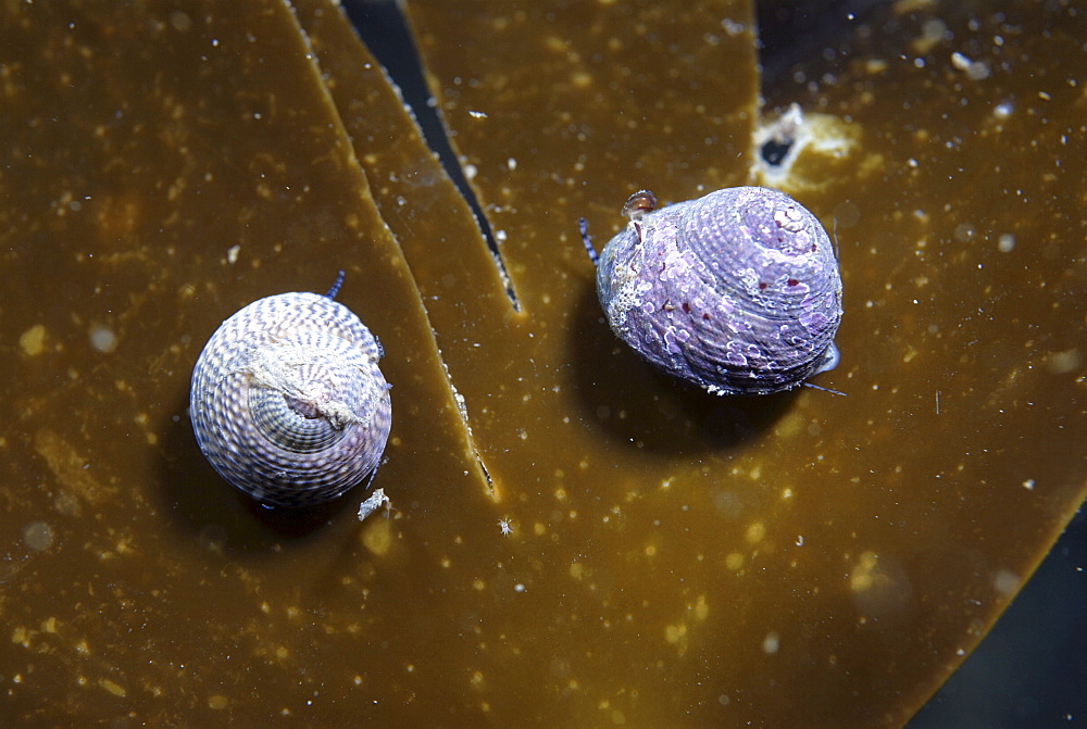 Grey Top Shell, (Gibbula cineraria), two individuals, pearlescent and sitting on olive green kelp blade, St Abbs, Scotland, UK North Sea