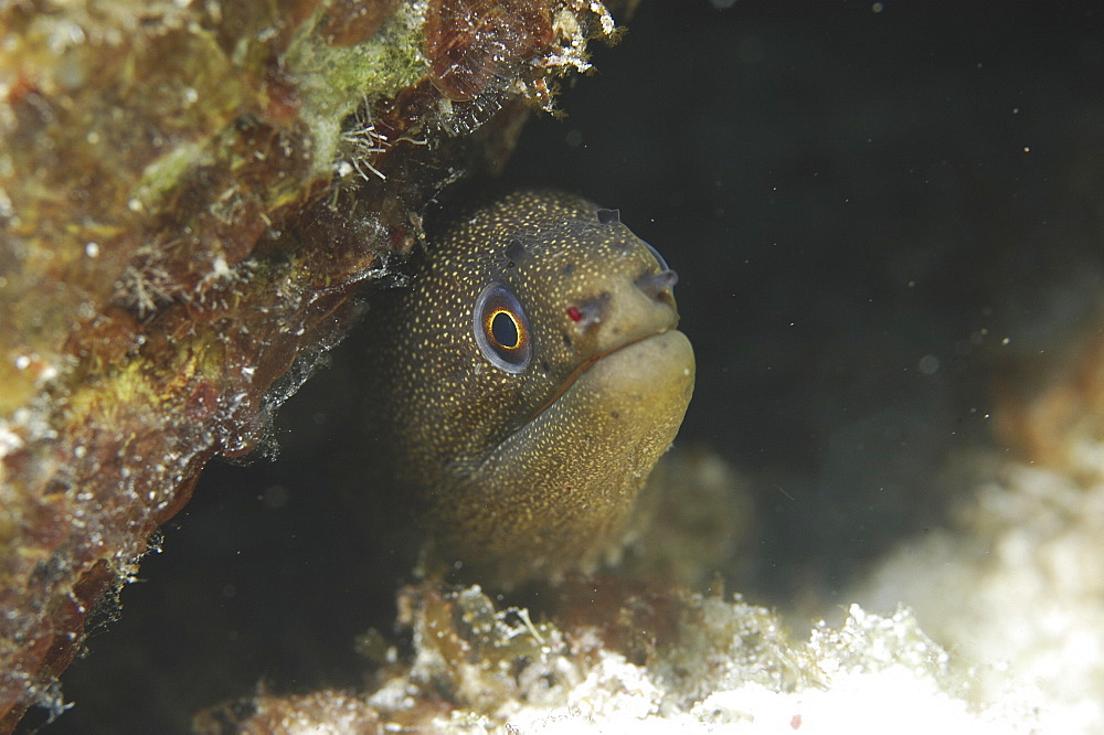 Goldentail Moray Eel, (Gymnothorax miliaris), view of head coming out of hole, Cayman Islands, Caribbean