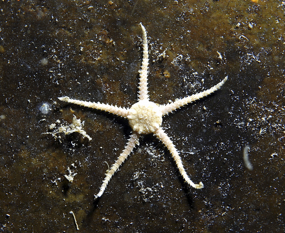  Muddy Brittlestar (Ophiura albida), delicate pale five-armed starfish on dark background,  St Abbs, Scotland, UK North Sea