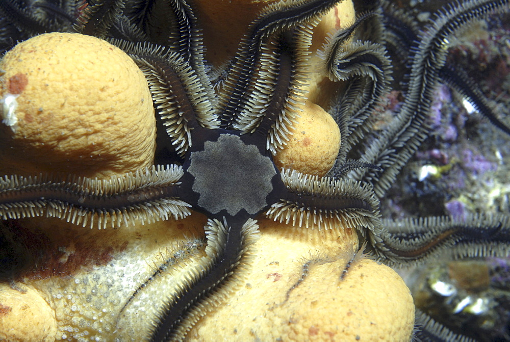 Black Brittle Starfish (Ophiocomino nigra), black variety on soft coral and fragile brittle starfish, St Abbs, Scotland, UK North Sea