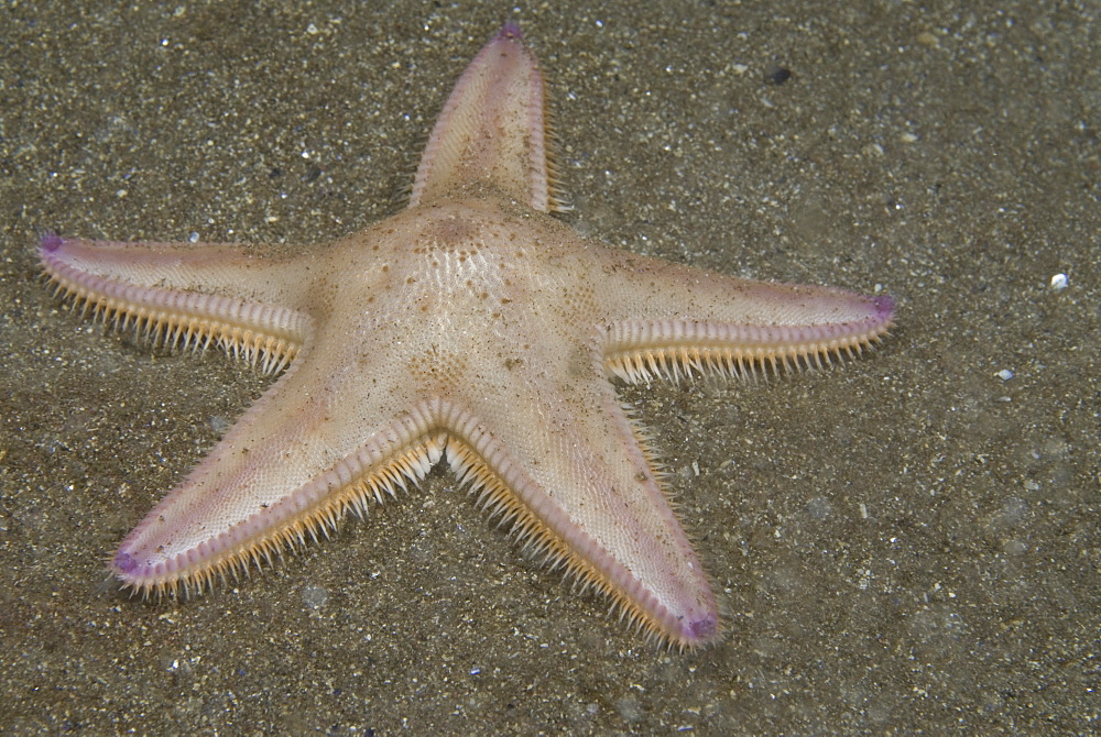 Burrowing Starfish (Astropecten irregularis), typical shape of five arms, pink in colour, on dark sand seabed, St Abbs, Scotland, UK North Sea