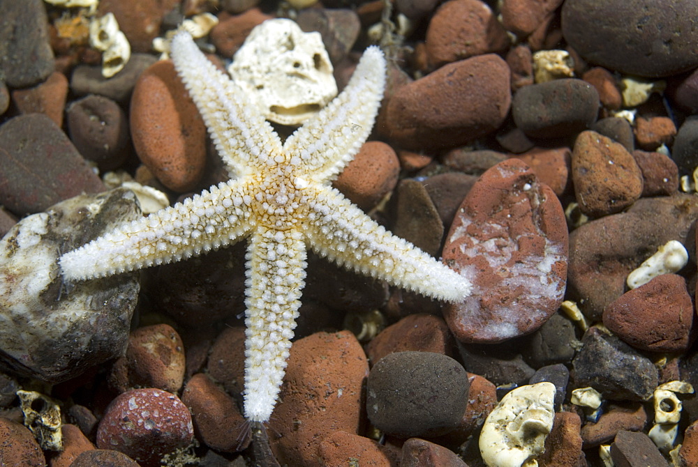  Common Starfish (Asterias rubens), common starfish moving over stoney seabed,  Eyemouth, Scotland, UK North Sea