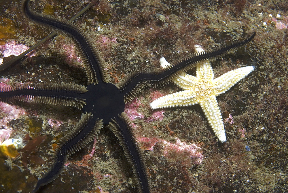 Common Starfish & Black Brittle starfish,(Asterias rubens) &   (Ophiocomina nigra), one of each species moving over dark rock background, Eyemouth, Scotland, UK North Sea