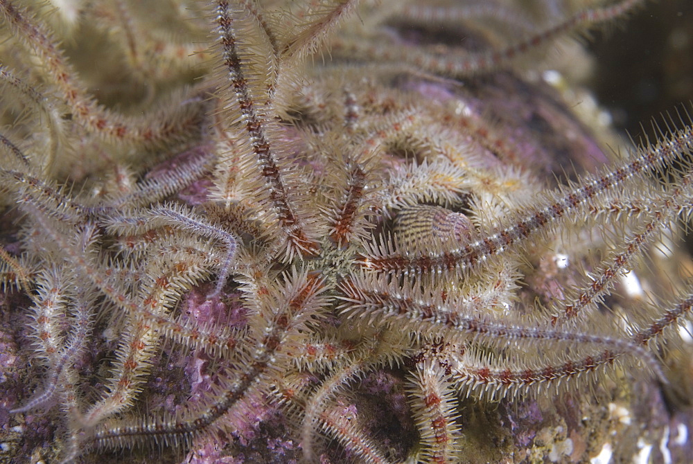 Fragile Brittlestar (Ophiothrix fragilis), detail of many individuals with arms raised on gravel seabed, St Abbs, Scotland, UK North Sea