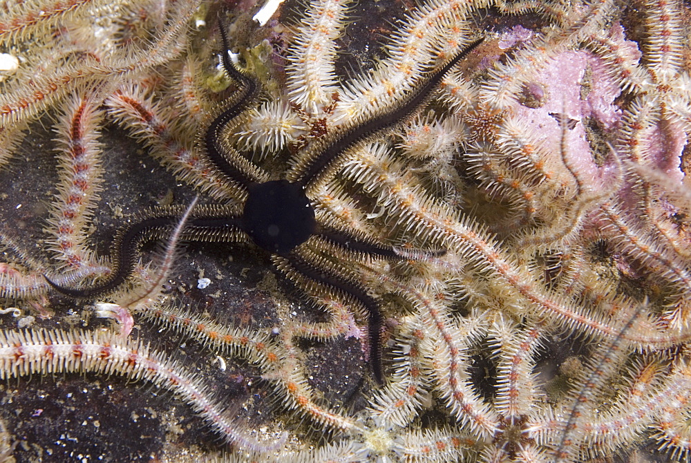 Fragile Brittlestar (Ophiothrix fragilis), detail of many individuals with arms raised on gravel seabed, St Abbs, Scotland, UK North Sea