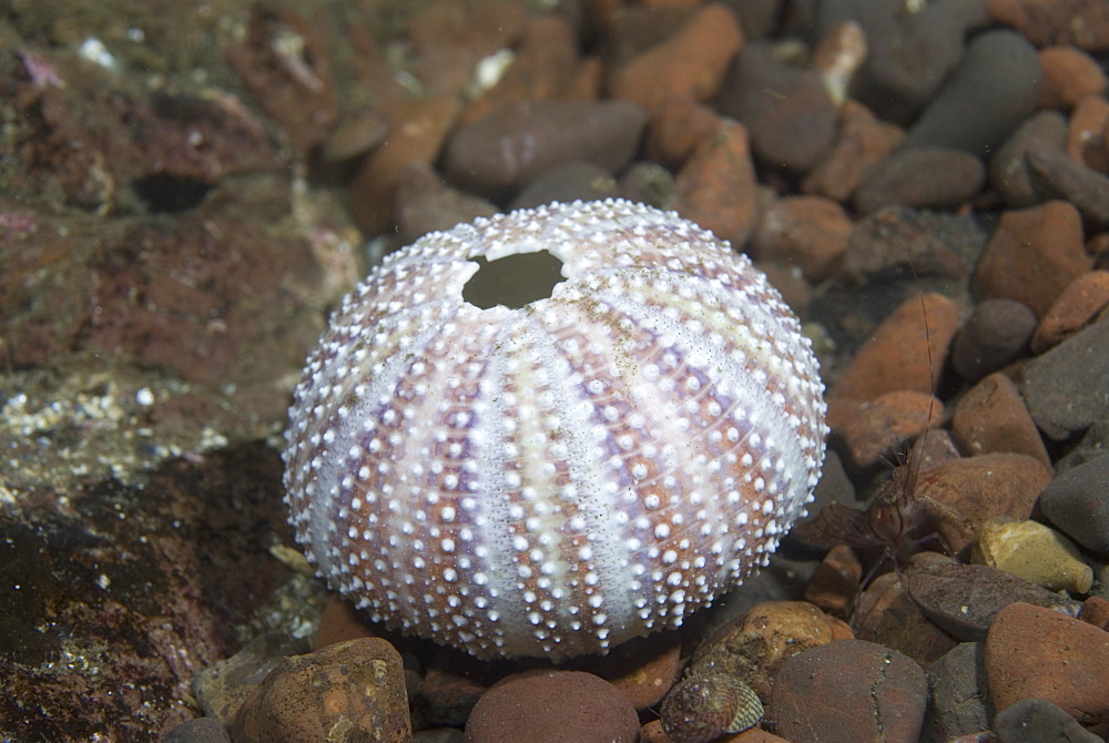 Common sea urchin (Echinus esculentus), view of empty test, St Abbs, Scotland, UK