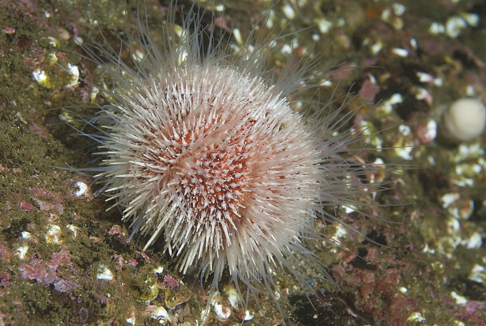 Common Sea Urchin (Echinus esculentus), view showing colourful shell , spines and tube feet extended on indistinct background, St Abbs, Scotland, UK