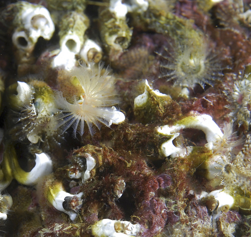 Small Tube Worm (Pomatocerous triqueter), group of tiny colourful individuals on rocky substrate, St Abbs, Scotland, UK North Sea