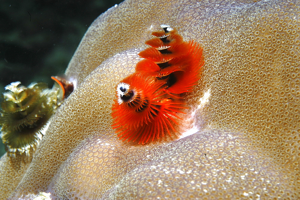 Christmas Tree Worm (Spirobranchus giganteus), view of red individual showing spiral formation, Mabul, Borneo, Malaysia, South China Sea