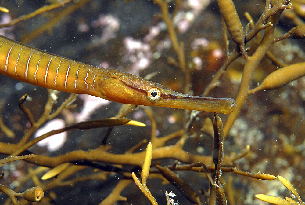 Snake Pipefish (Entelurus aequorus) hiding amongst Hlaydris Sea Oak, St Abbs, Scotland, UK North Sea