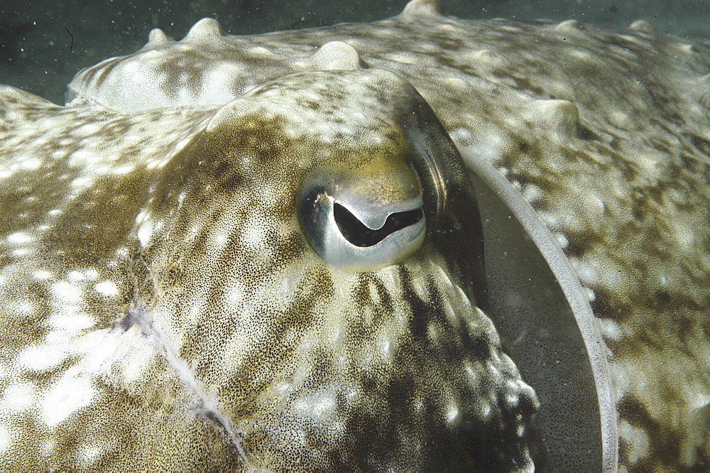 Common Cuttlefish (Sepia latimanus), close ups of head showing half-moon shaped eye, Mabul, Borneo, Malaysia, South China Sea