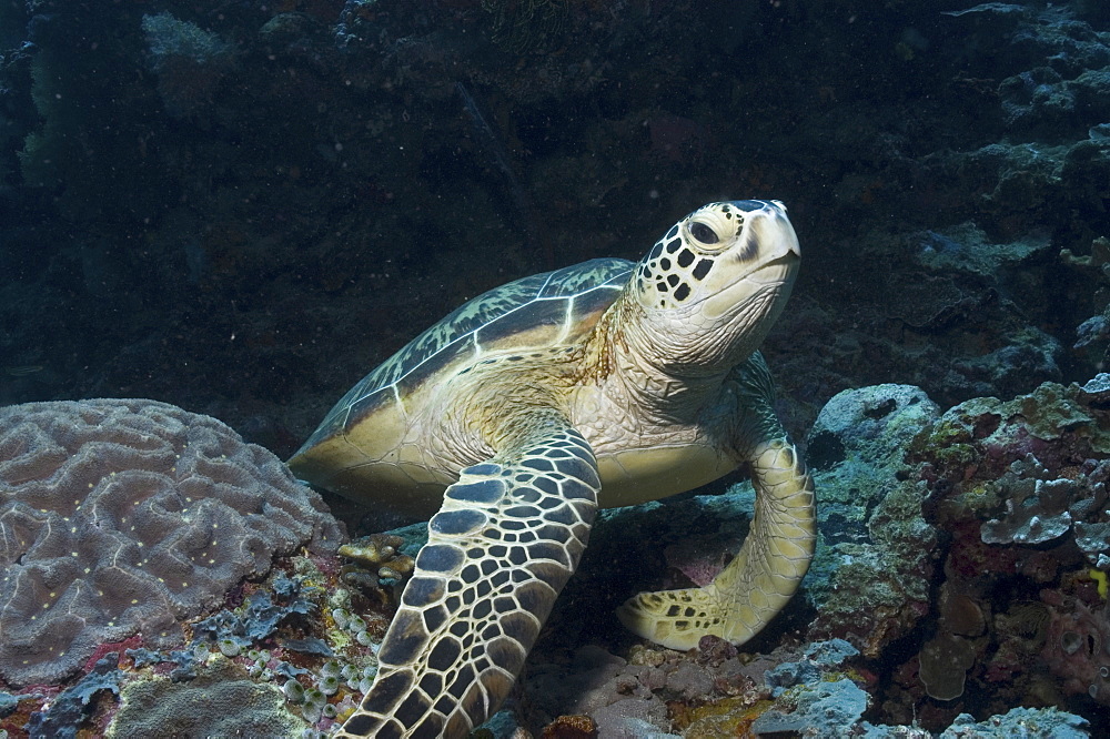  Green Turtle (Chelonia mydas), Turtle resting on top of good corals, Sipidan, Mabul, Malaysia.