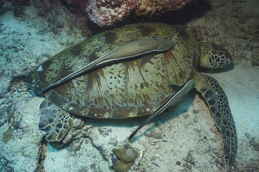 Green Turtle (Chelonia mydas),  resting with remora suckerfish to back, Sipidan, Mabul, Malaysia.