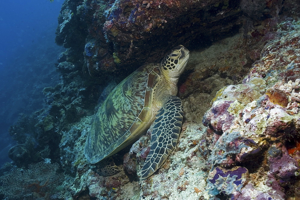 Green Turtle (Chelonia mydas), turtle at rest on coral platform under reef, Sipidan, Mabul, Malaysia.