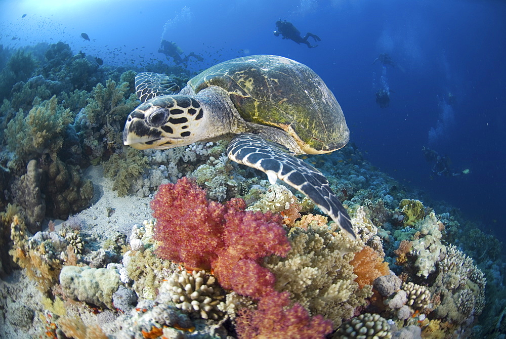 Green Turtle (Chelonia mydas), turtle swimming above colourful coral reef with blue water background and scuba diver, Red Sea.