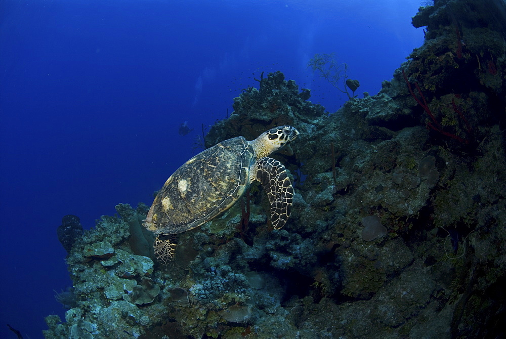 Hawksbill Turtle (Eretmochelys imbriocota) swimming upwards along tropical coral reef, Little Cayman Island, Cayman Islands, Caribbean