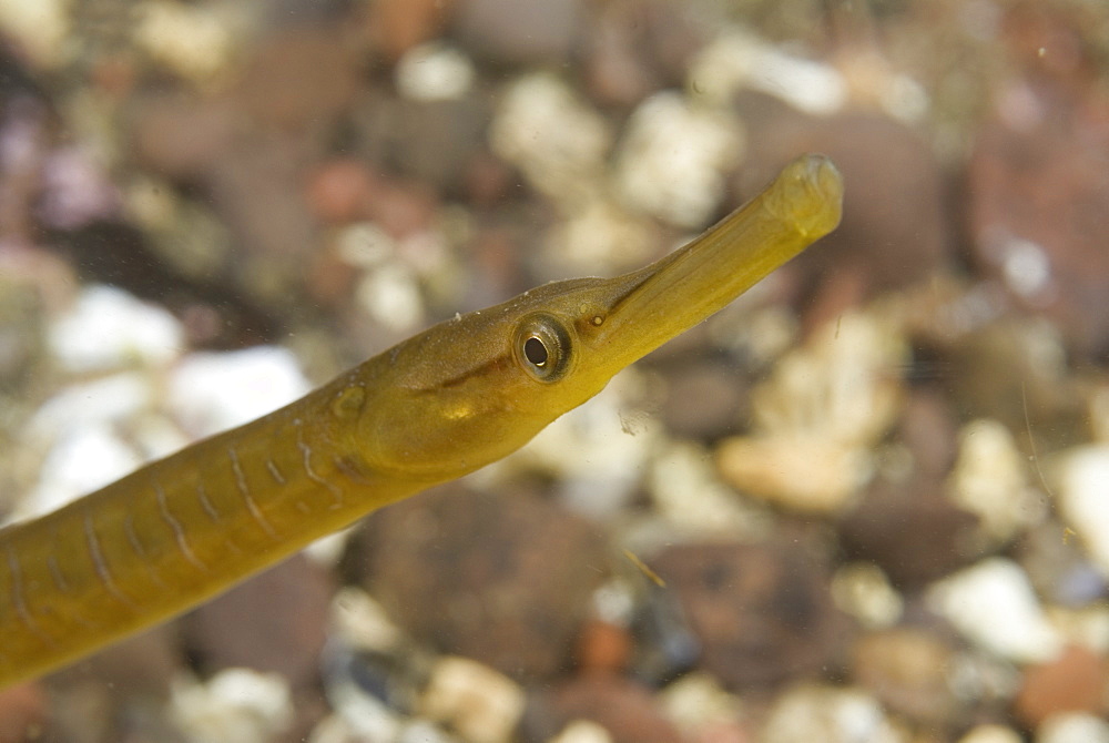 Snake Pipefish (Entelurus aequorus), nice head view detail with fuzzy background, St Abbs, Scotland, UK North Sea