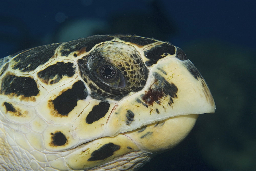 Hawksbill Turtle (Eretmochelys imbriocota) detail of head, Little Cayman Island, Cayman Islands, Caribbean