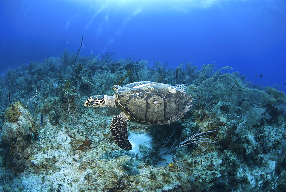 Hawksbill Turtle (Eretmochelys imbriocota), swimming over coral reef Little Cayman Island, Cayman Islands, Caribbean