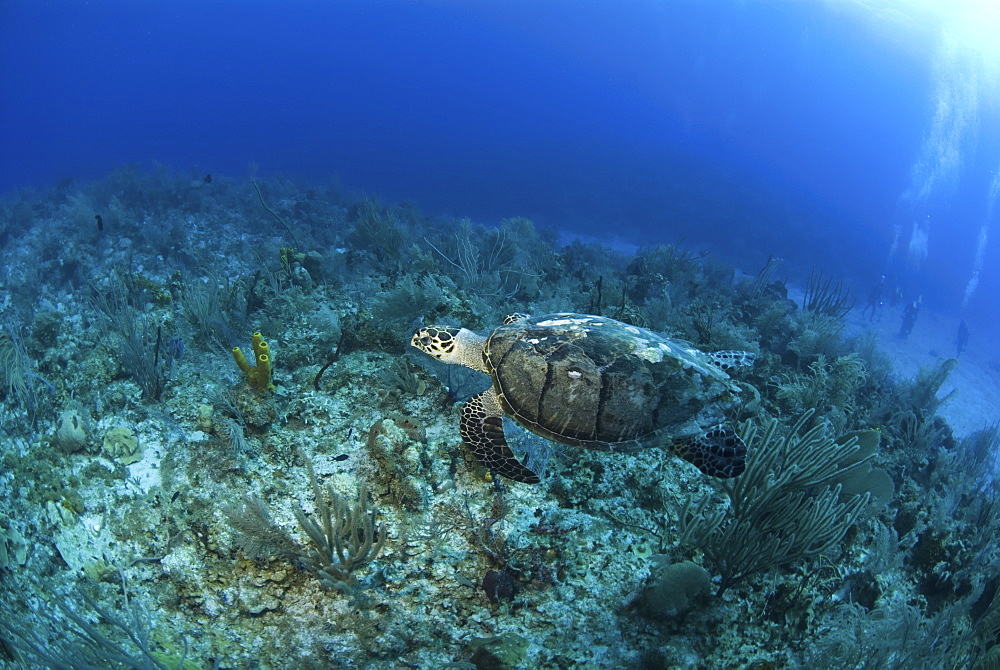 Hawksbill Turtle (Eretmochelys imbriocota), swimming over coral reef Little Cayman Island, Cayman Islands, Caribbean