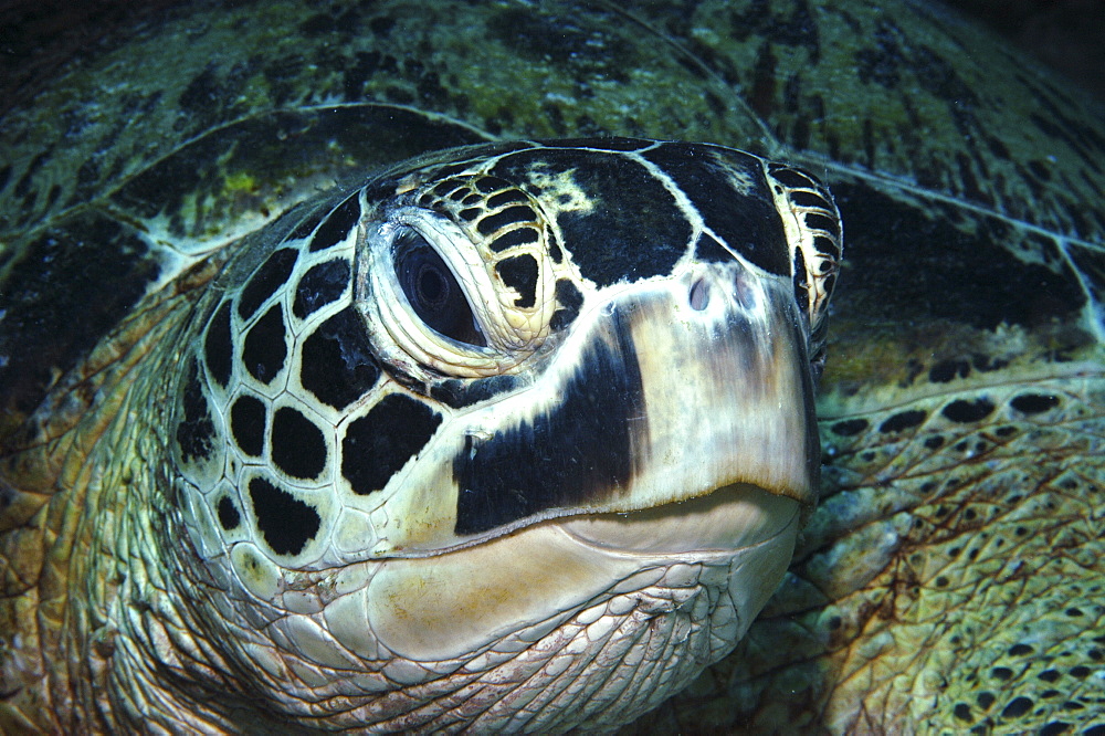 Green Turtle (Chelonia mydas)detail of head, Tahiti, French Polynesia Underwater.