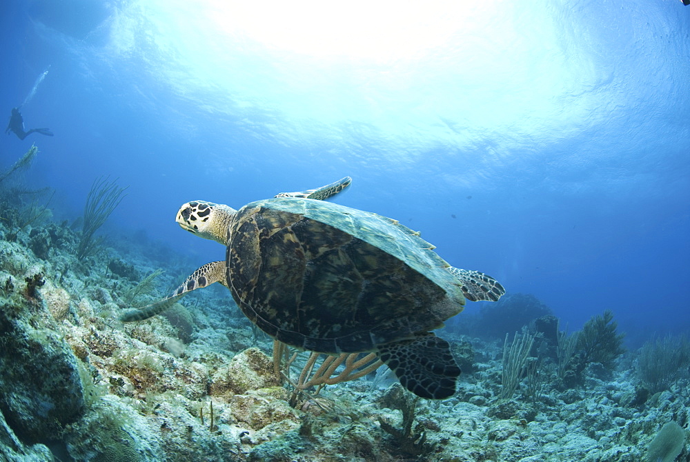 Hawksbill Turtle (Eretmochelys imbriocota), swimming over coral reef Little Cayman Island, Cayman Islands, Caribbean