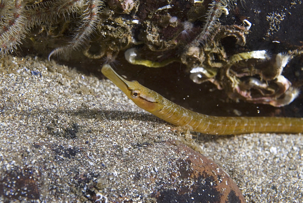 Snake Pipefish (Entelurus aequorus) on dark sand bottom and rock behind, St Abbs, Scotland, UK North Sea