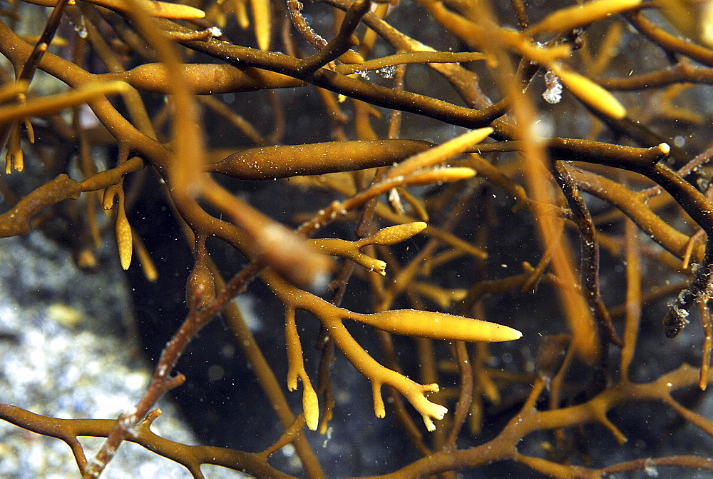 Pod Weed (Halydris siliquosa), clear view of branching pod-like leaves and branches, St Abbs, Scotland, UK North Sea