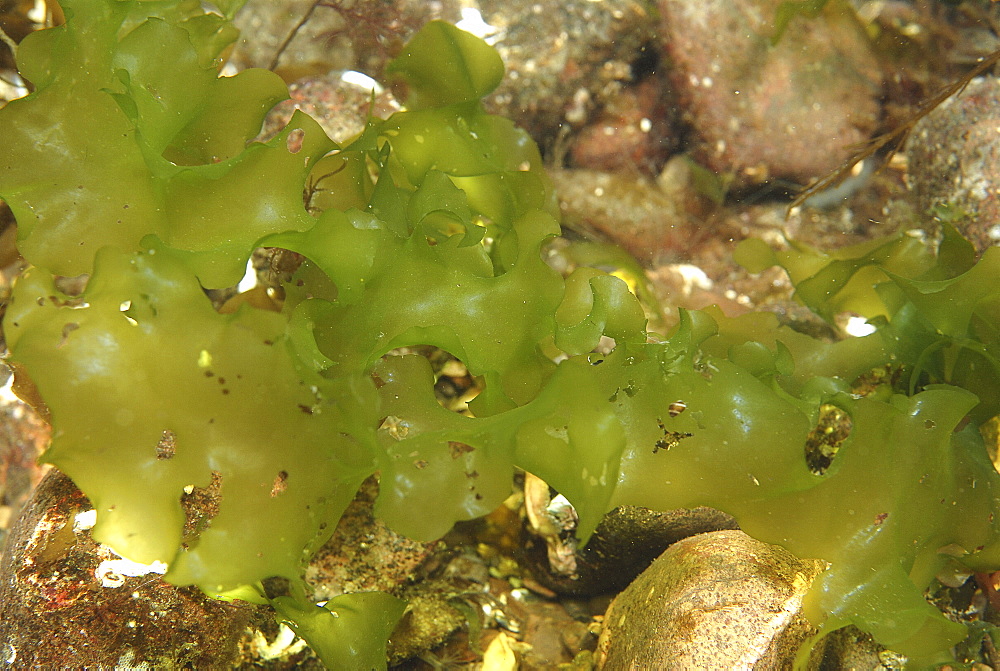  Sea Lettuce (Ulva lactuca), distinctively shaped green algae found in shallow rock pools, St Abbs, Scotland, UK North Sea