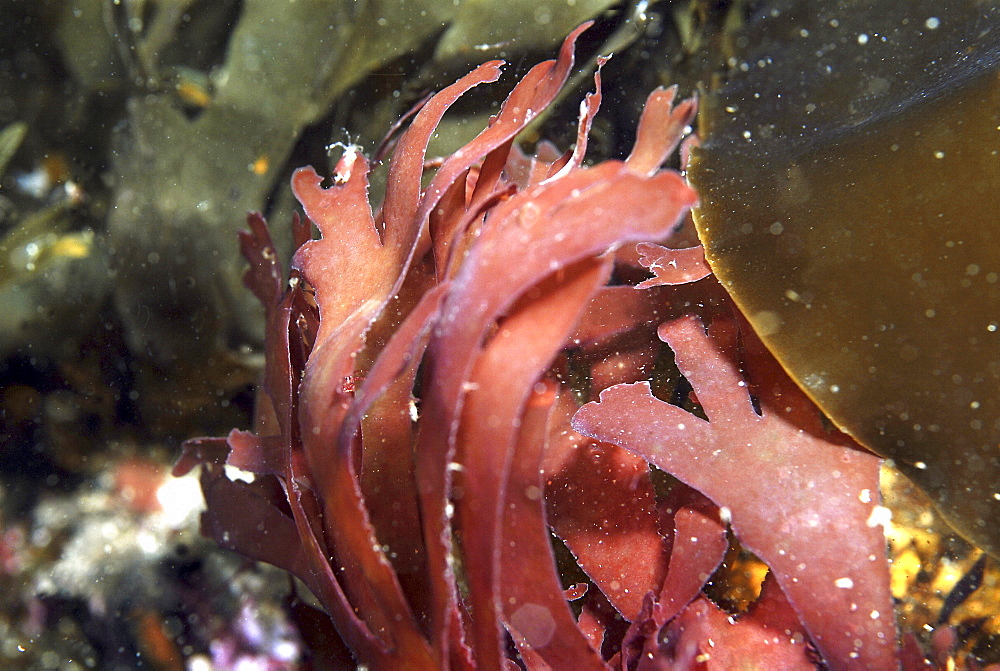 Red Rags (Dilsea carnosa), a typical red algae found around teh North Sea coast, St Abbs, Scotland, UK  NORTH SEA 