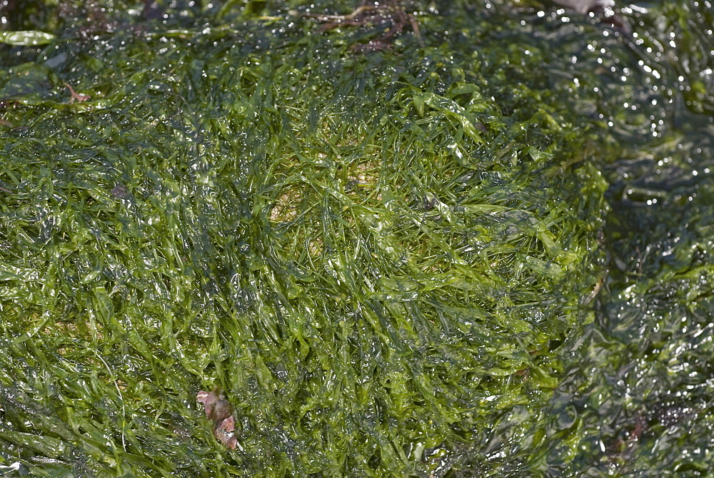 Enteromorpha (Enteromorpha intestinalis),one of the mmost common green seaweeds to be found in shallow rockpools which copes with high temperatures and changes in salinity, Eyemouth, Scotland, UK North Sea