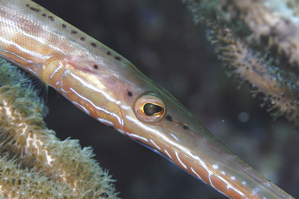 Trumpetfish (Aulostomus maculatus), diagonally across frame with head detail, Cayman Islands, Caribbean