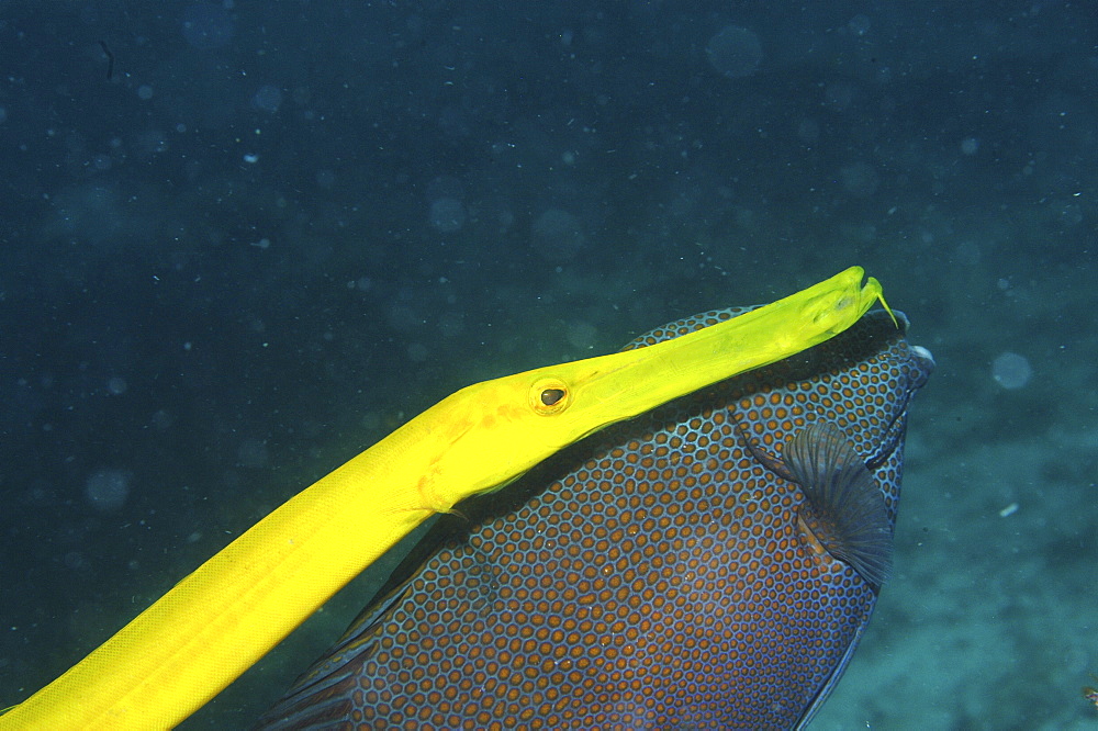 Trumpetfish (Aulostomus chinensis) shadowingrabbitfish,Mabul Borneo, Malaysia