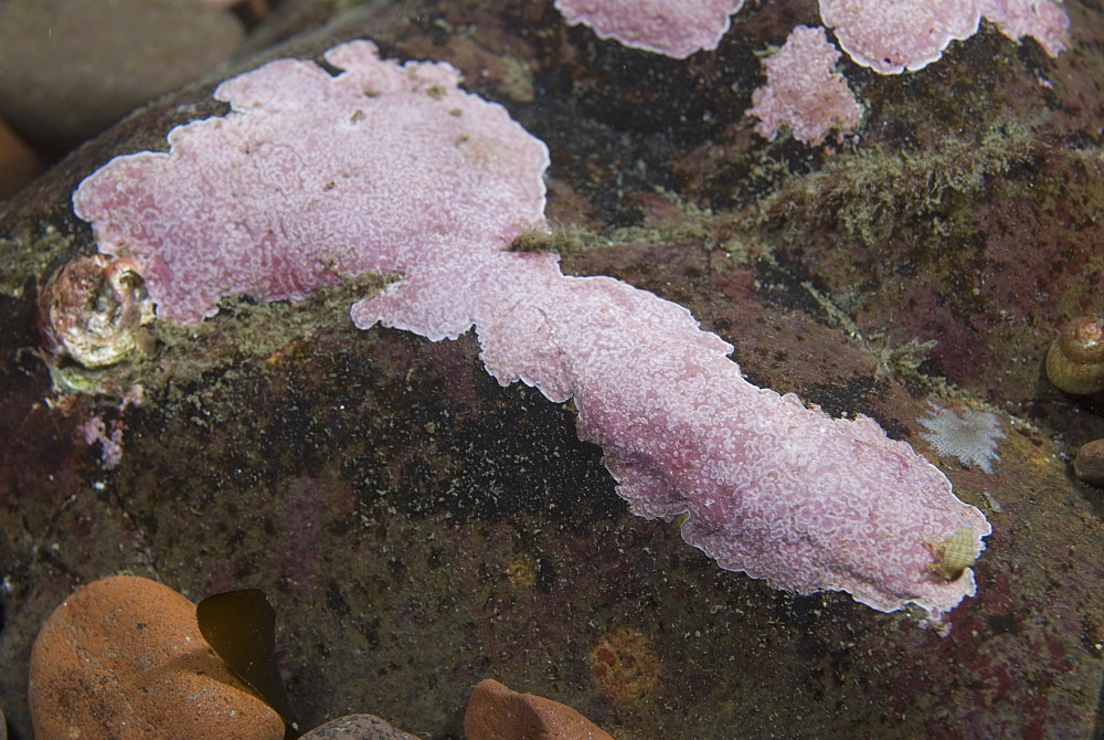 Encrusting algae (Lithophyllum incrustans), typical pink colour on rocks in shallow water, St Abbs, Scotland, UK