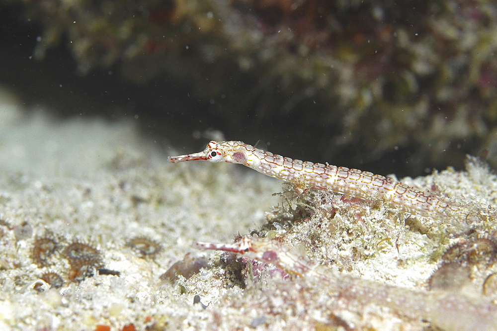 Gilded Pipefish (Corythoichthys schultzi), two fish over indistinct background, Tahiti, French Polynesia.