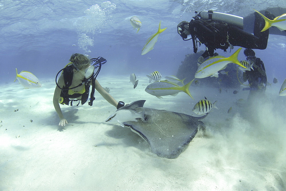 Diver with Sting rays, Stingray City Sandbar, Grand Cayman Island, Cayman Islands, Caribbean