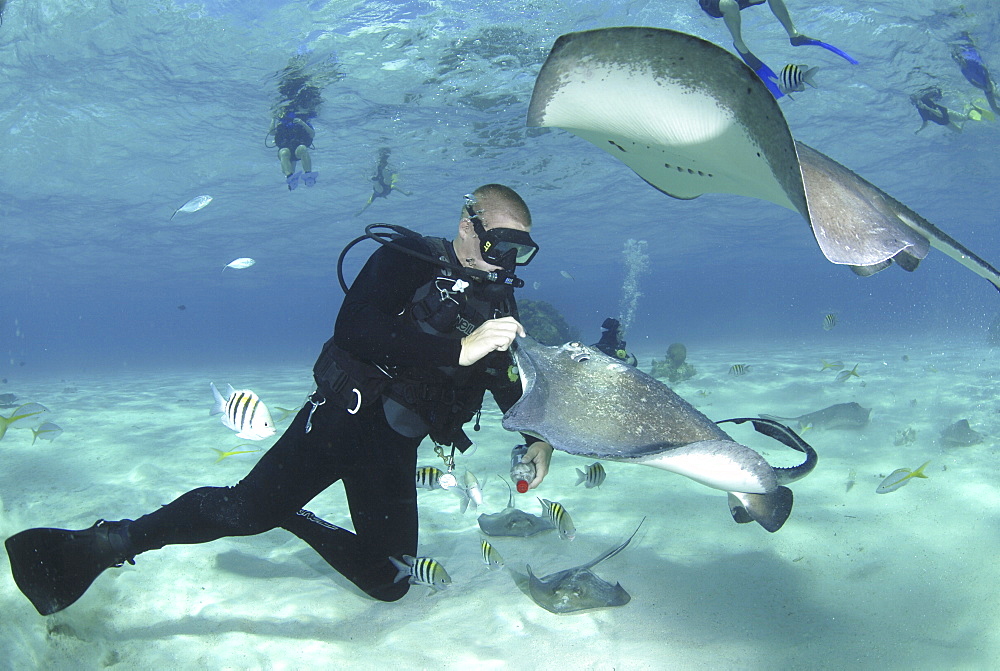 Diver with Sting rays, Stingray City Sandbar, Grand Cayman Island, Cayman Islands, Caribbean