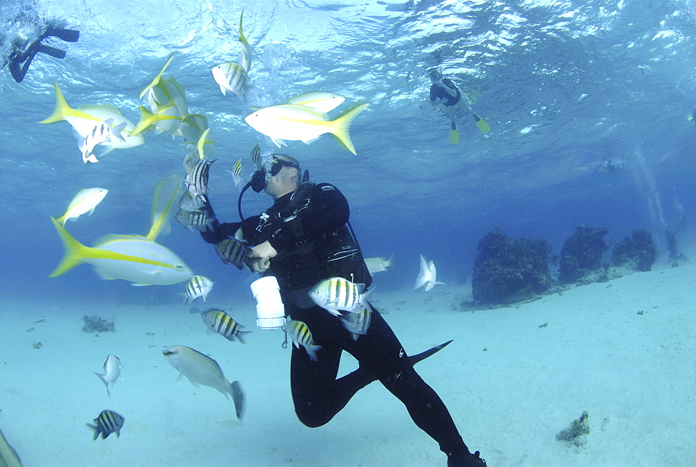 Diver with Sting rays, Stingray City Sandbar, Grand Cayman Island, Cayman Islands, Caribbean