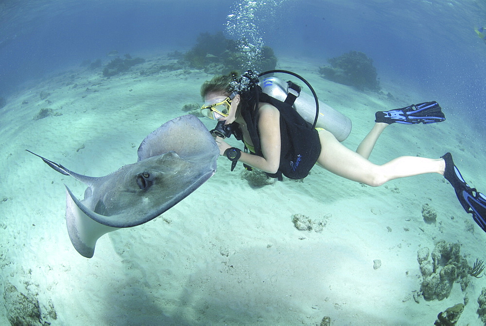 Diver with Sting rays, Stingray City Sandbar, Grand Cayman Island, Cayman Islands, Caribbean