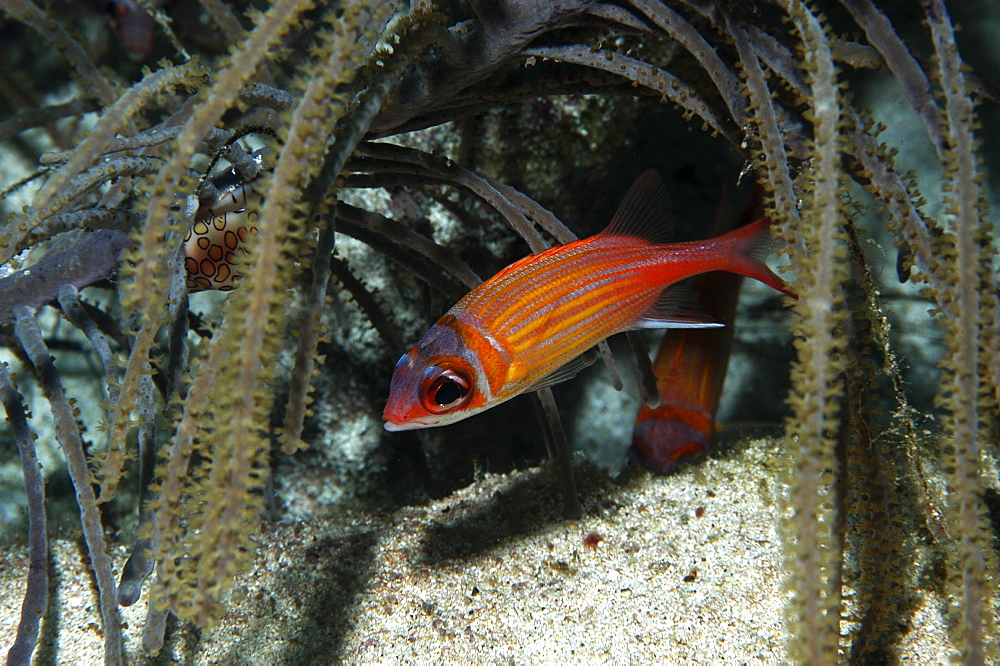 Juvenile Longjaw Squirrelfish (Holocentrus marianus), underneath hanging soft corals, Cayman Islands, Caribbean