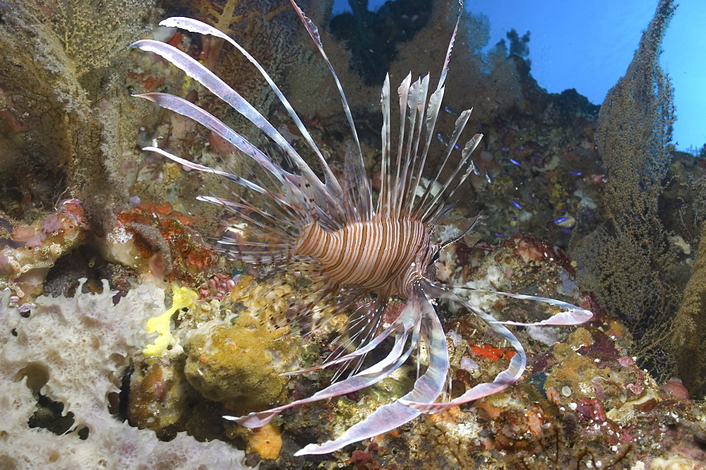 Fire Lionfish (Pterois radiata),  swimming over colouful coral reef, Sipidan, Mabul, Malaysia.