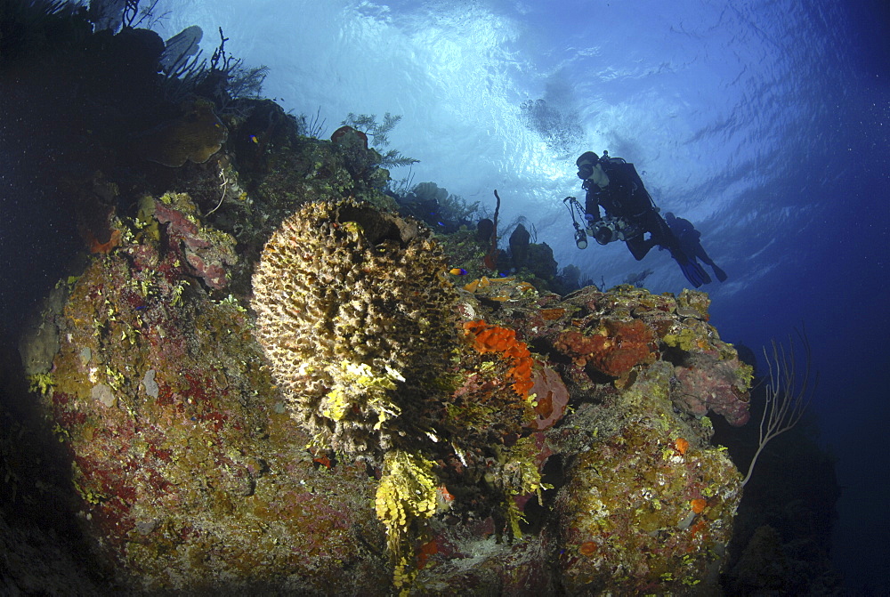 Scuba Diver over coral and sponge reef, Cayman Islands, Caribbean