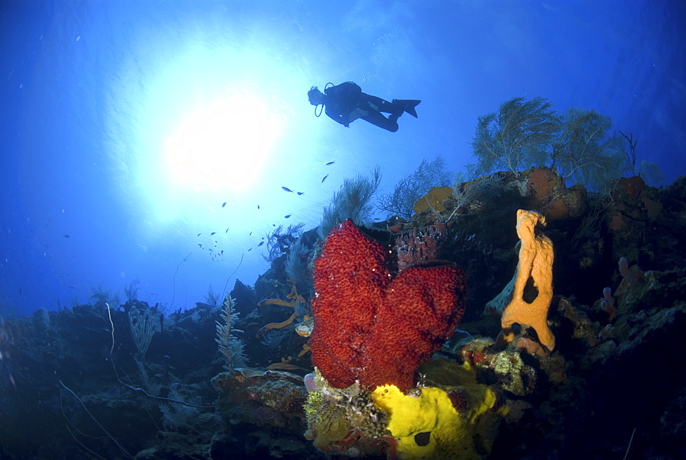 Scuba Diver over coral and sponge reef, Cayman Islands, Caribbean