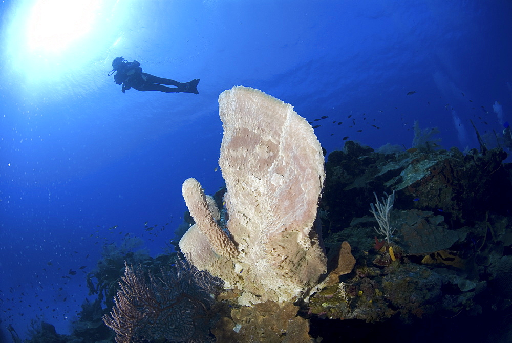 Scuba Diver over coral and sponge reef, Cayman Islands, Caribbean