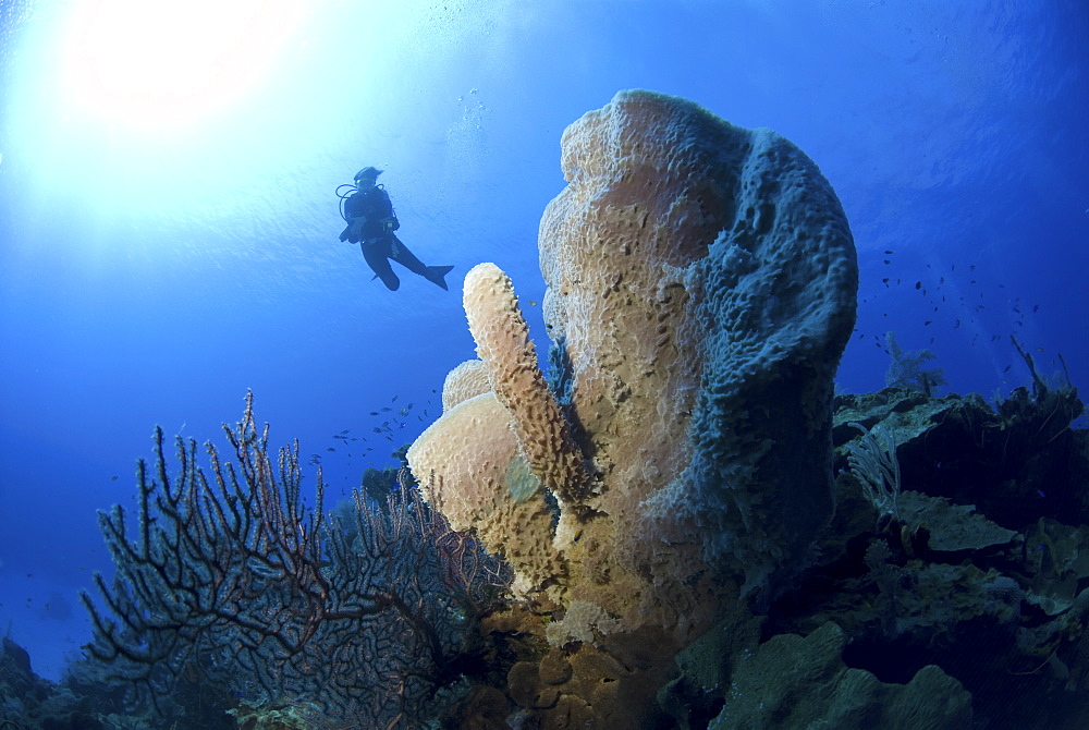 Scuba Diver over coral and sponge reef, Cayman Islands, Caribbean