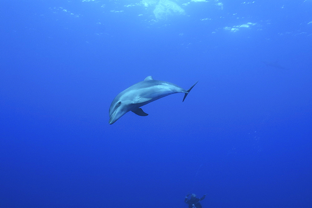 Bottlenose Dolphin (Tursiops truncatus) swimming in open blue water, Raiatea. French Polynesia.